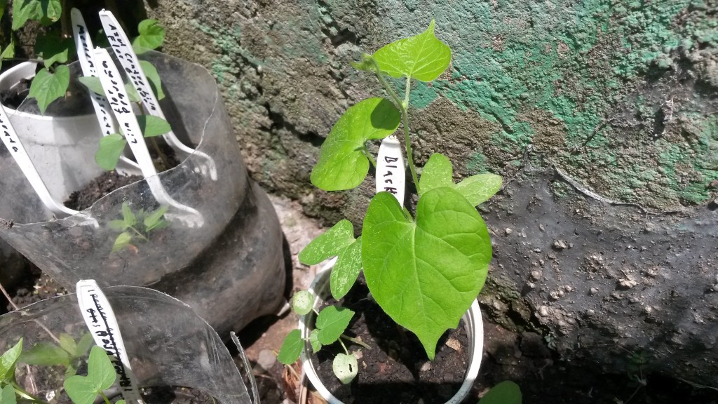 20150526_114135.jpg