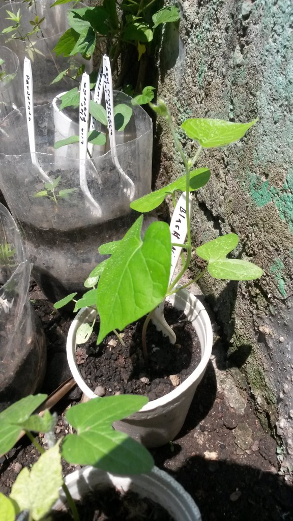 20150526_114152.jpg
