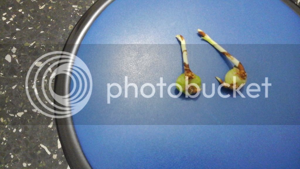 20150609_190826_zps1tu8e1la.jpg