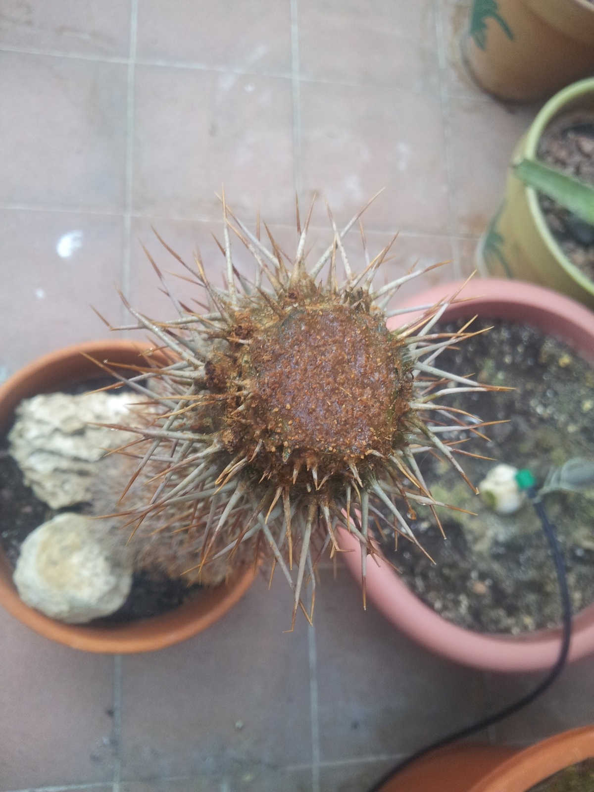 20150627_200327.jpg