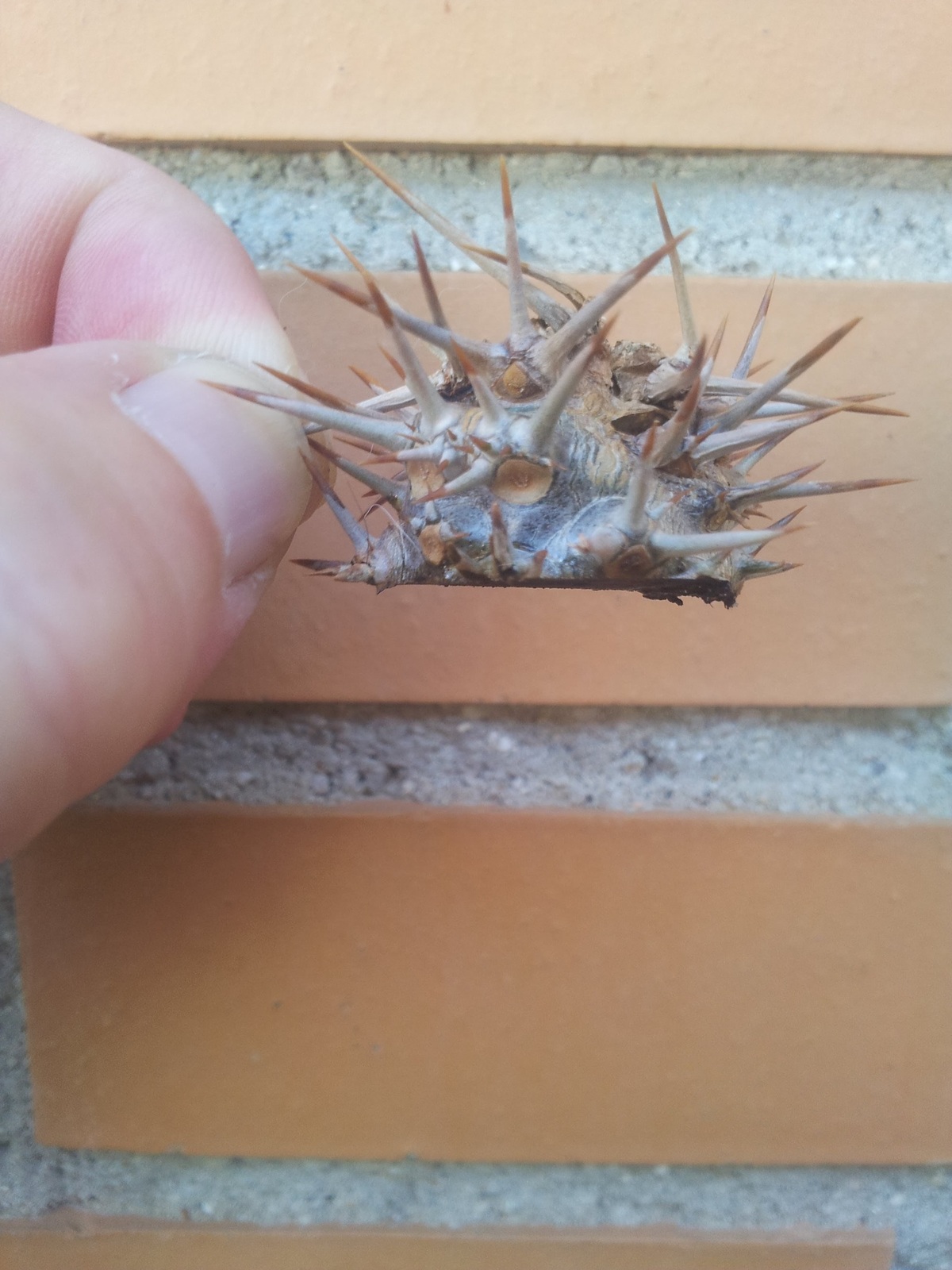 20150627_201323.jpg