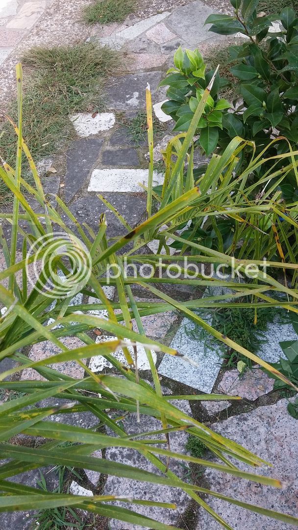 20150830_111818_zpsatdjfx0i.jpg
