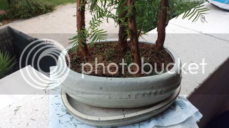 20150903_202649%20copia_zpsqy7fhimi.jpg