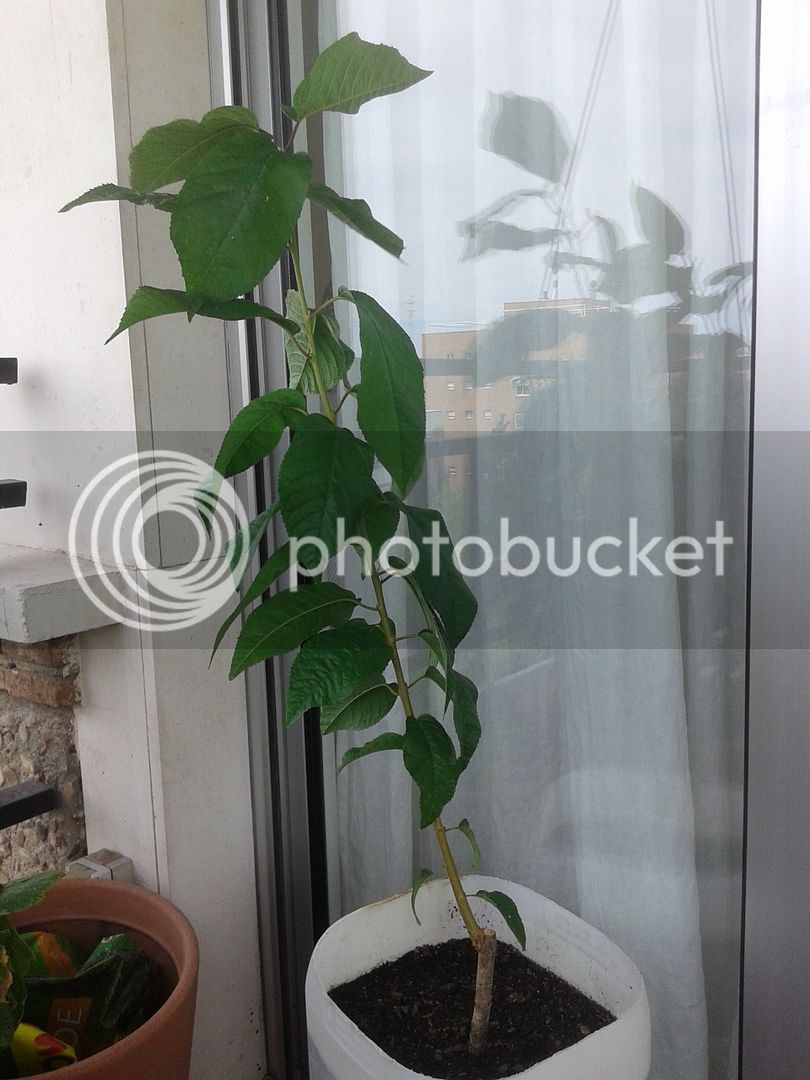 20150923_160535_zps9sztmjo7.jpg