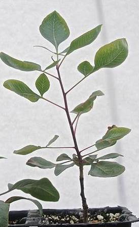 20151007035425804_EXRu6_1.jpg