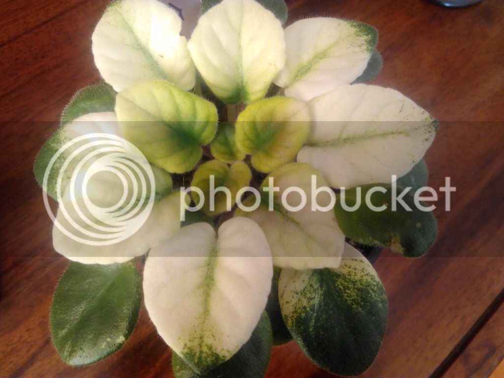 2016-01-17%2011.47.16_zps9es6ndx8.jpg