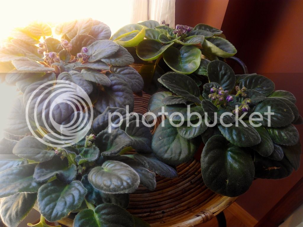 2016-01-17%2011.47.33_zpsnv0qmiqs.jpg