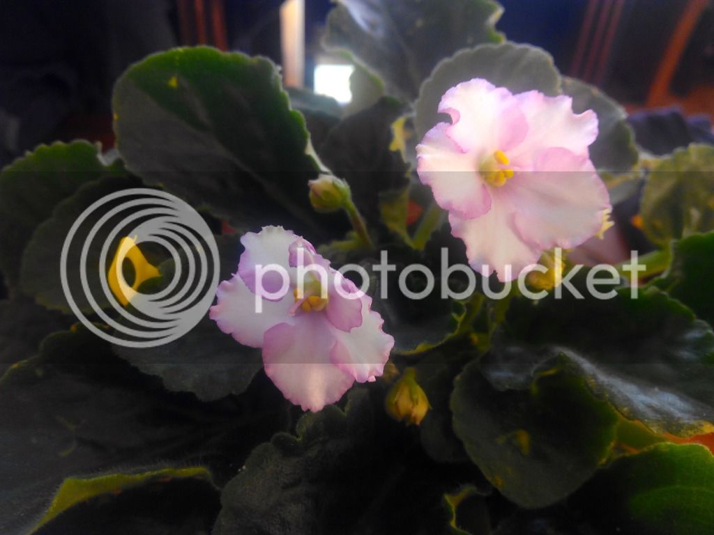 2016-01-17%2011.48.42_zps1jabbqtz.jpg