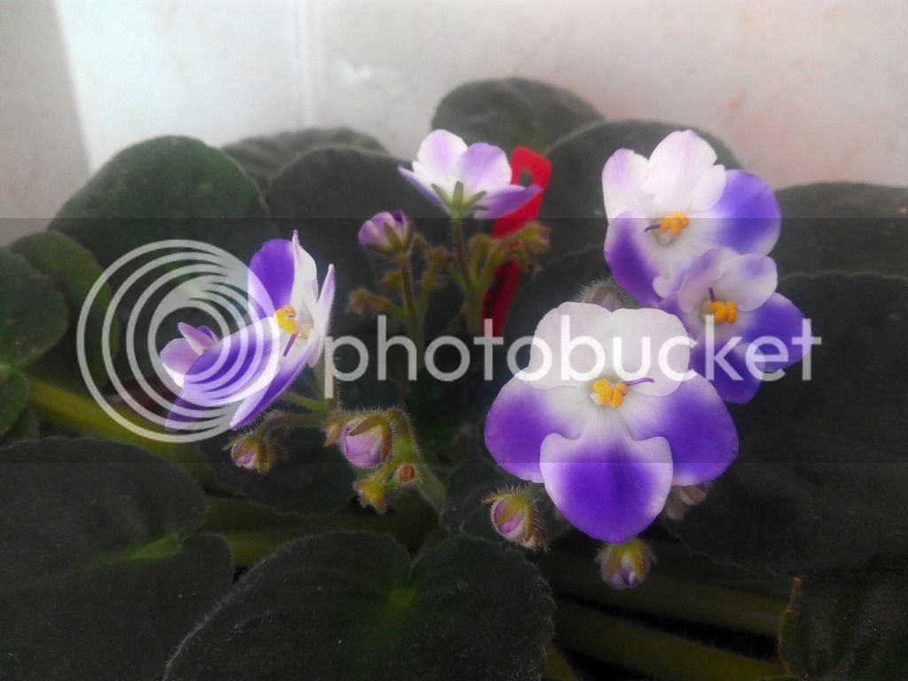 2016-01-17%2011.49.16_zpsyx5ngxun.jpg