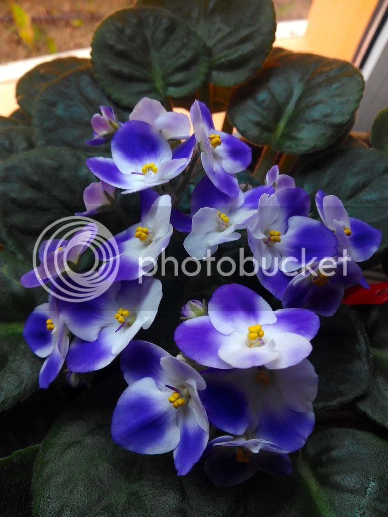 2016-01-31%2013.00.27_zps1ezfurat.jpg