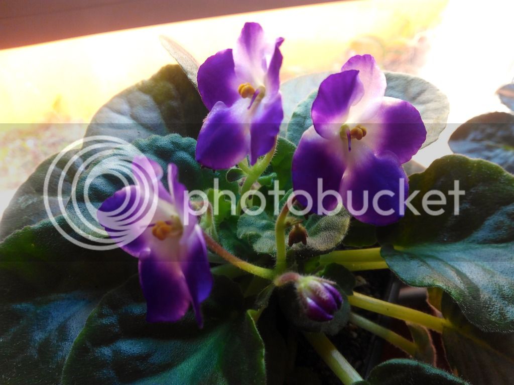 2016-03-09%2015.38.27_zpscnmp5rdg.jpg