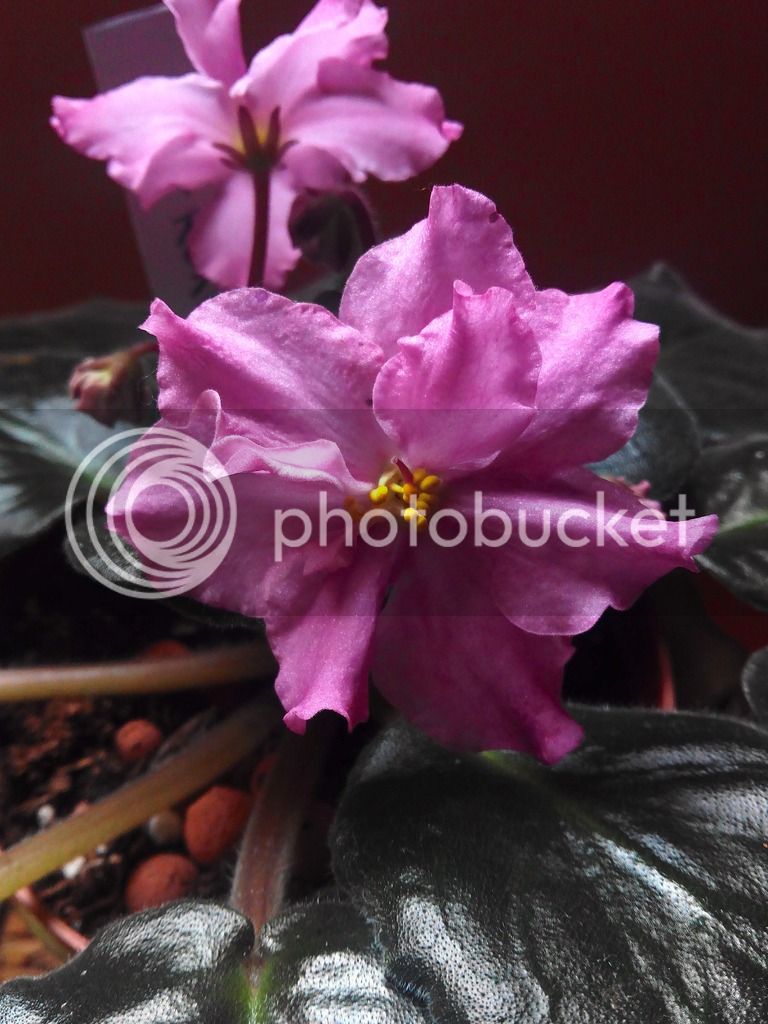 2016-03-14%2015.37.19_zpseh31nfyi.jpg