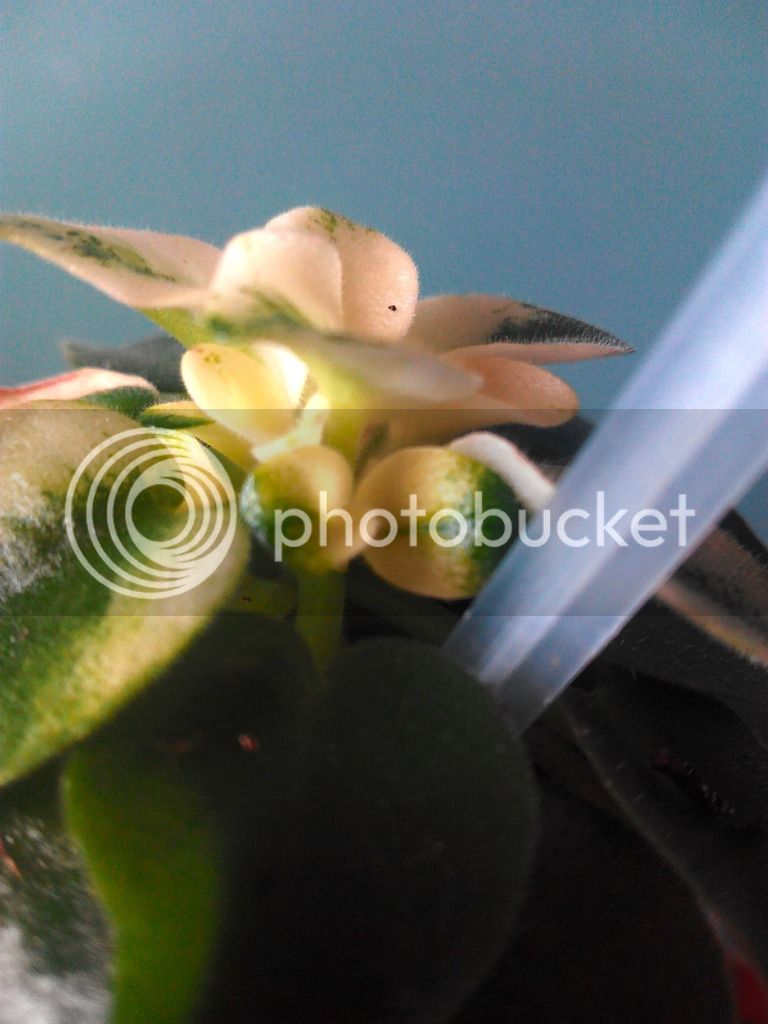 2016-03-14%2016.31.23_zps85tktbws.jpg