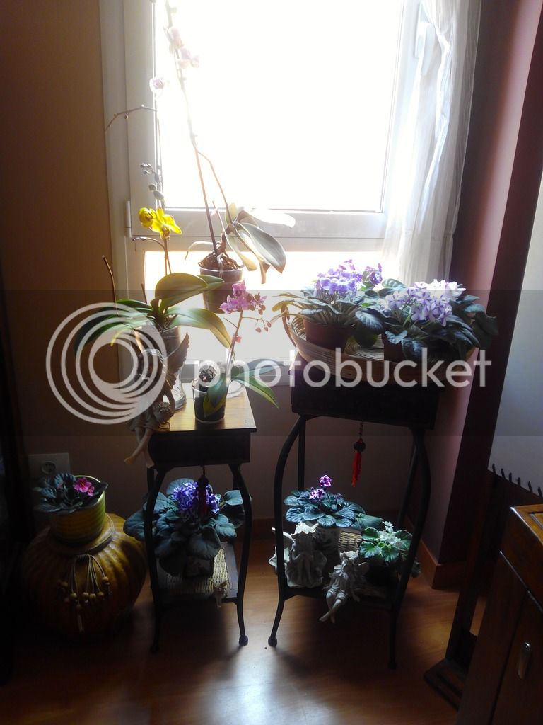 2016-03-19%2013.36.55_zpshipyq9uc.jpg