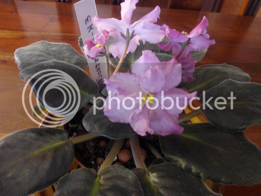 2016-03-19%2013.37.37_zps61j5goth.jpg