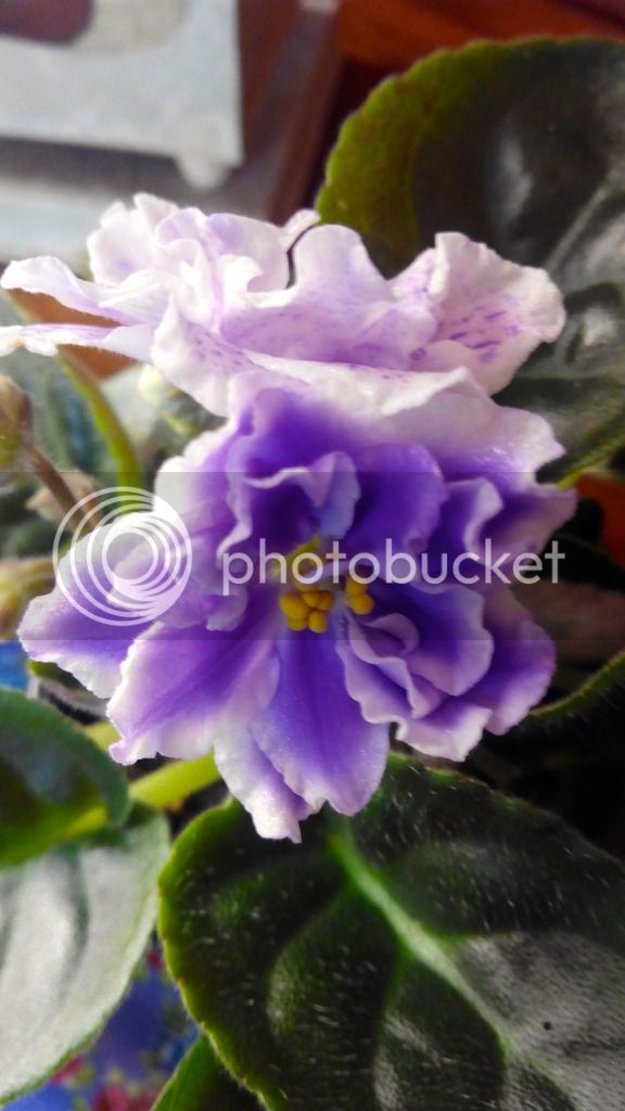 2016-05-01%2013.35.12_zpso9q60rq0.jpg