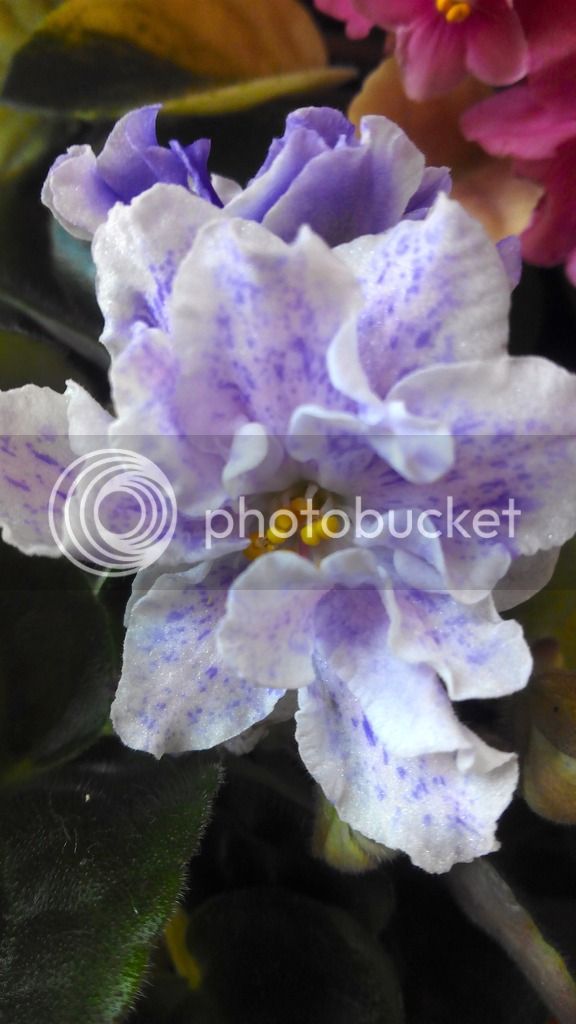 2016-05-01%2013.38.28_zpssn1wzv05.jpg
