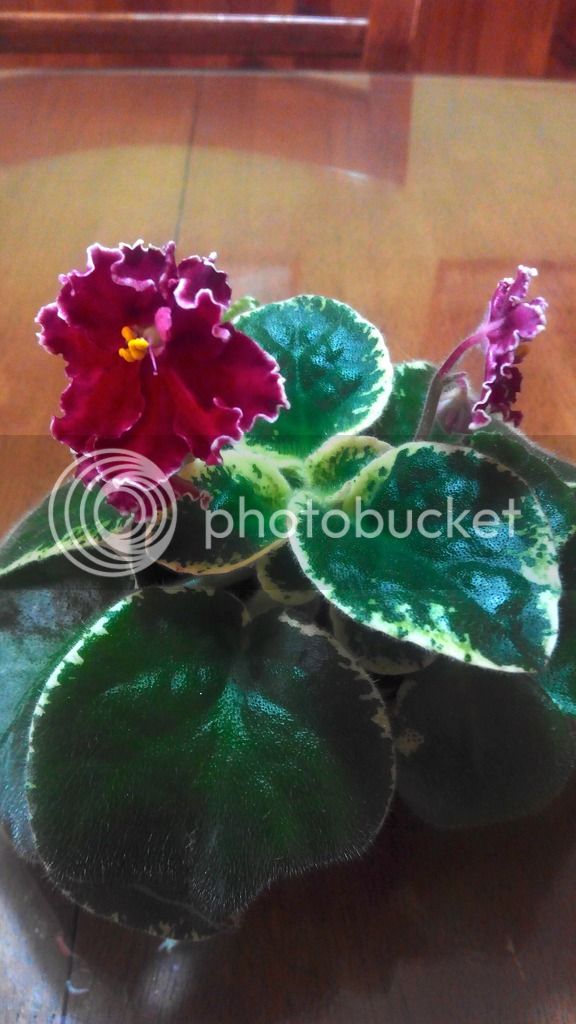 2016-05-28%2013.40.02_zpsd6s2yftd.jpg
