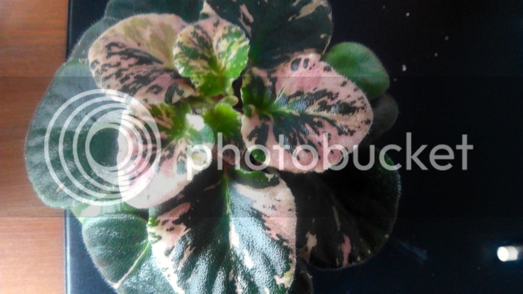 2016-05-30%2012.42.15_zps1ilxo98o.jpg