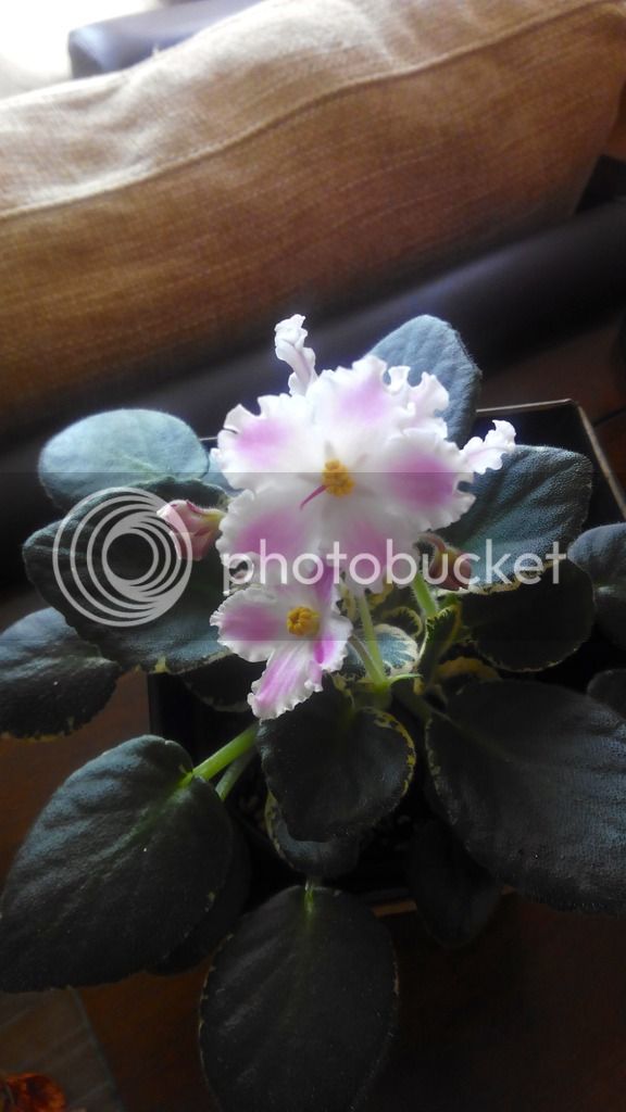2016-05-30%2013.18.00_zpstkd0vvvf.jpg