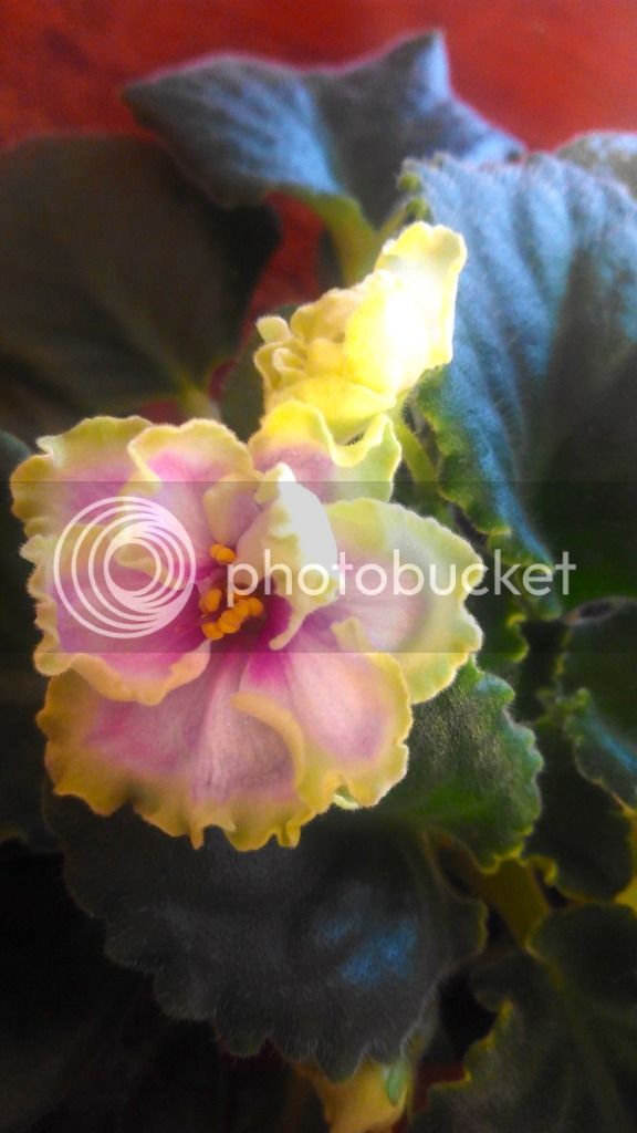 2016-06-21%2015.15.38_zpsubyrahcf.jpg