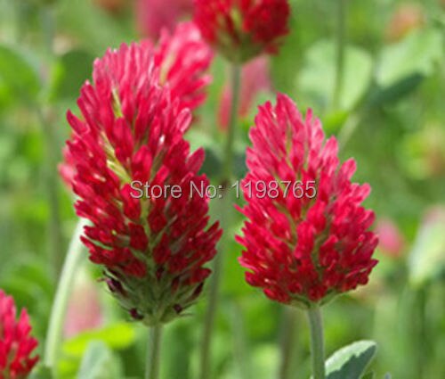 2016-New-Rare-CLOVER-CRIMSON-font-b-Trifolium-b-font-Incarnatum-100-Flower-font-b-Seeds.jpg