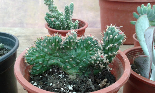 20160324_190100.jpg