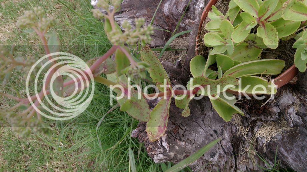 20160325_142700_zpstov50utj.jpg