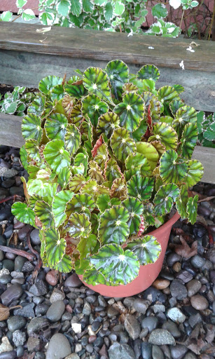 20160417_113957.jpg