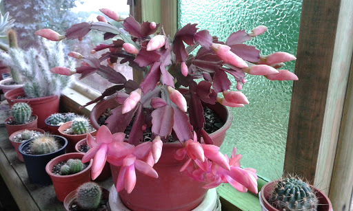 20160422_121559.jpg