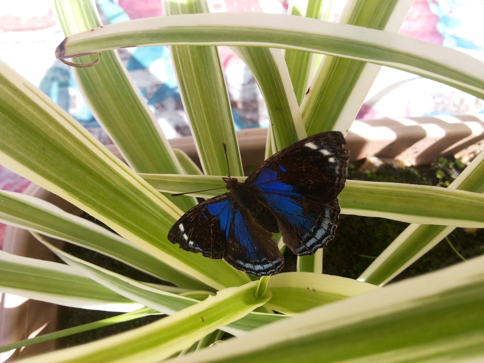 20160422_125707.jpg