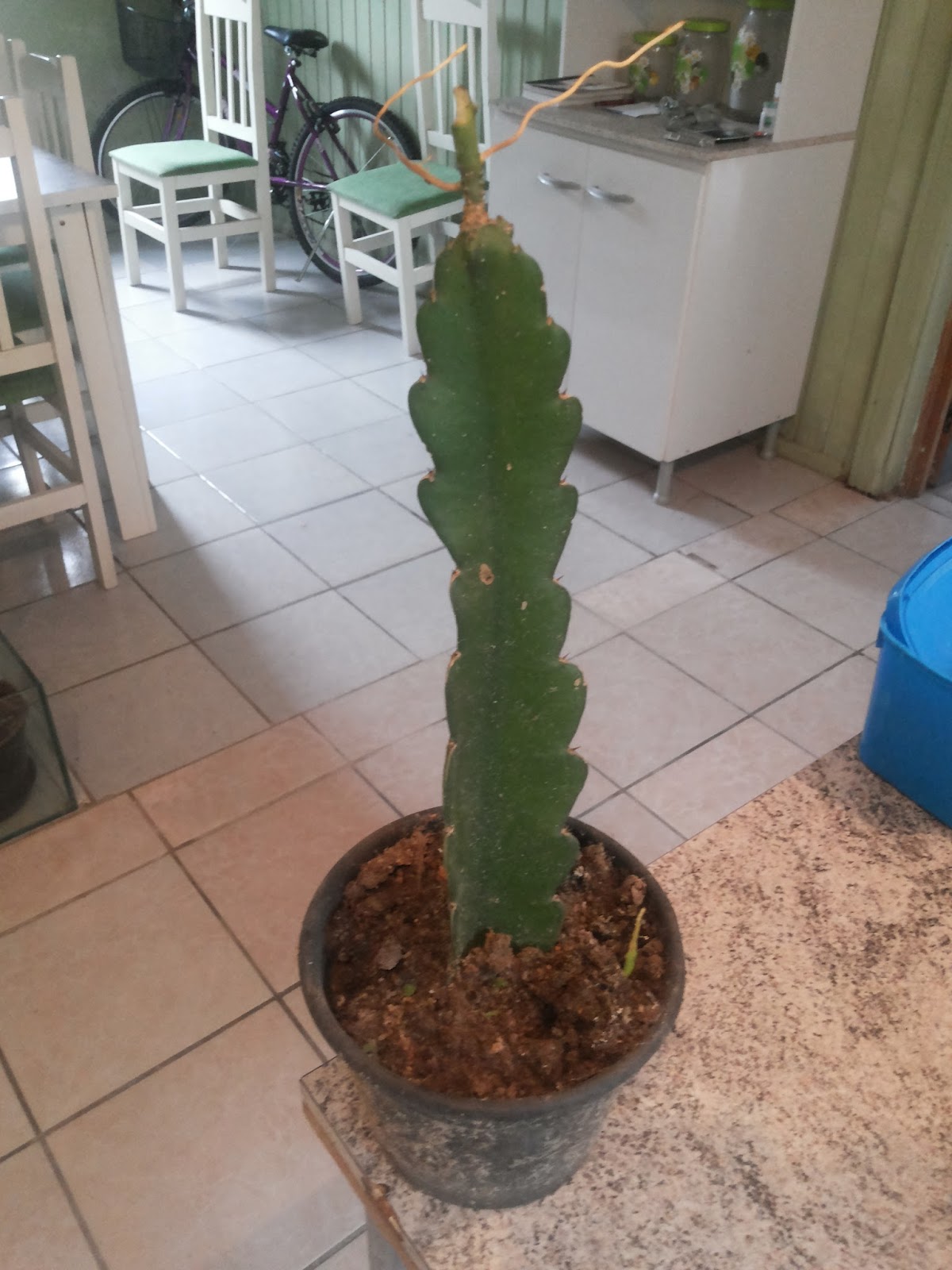 20160508_155647.jpg