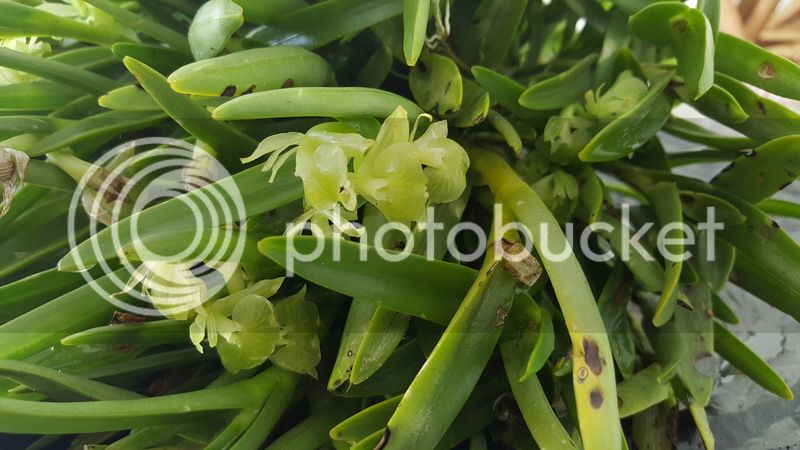 20160510_143825_zpsoazc39re.jpg