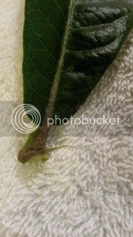 20160625_213800_zpschtilrgx.jpg