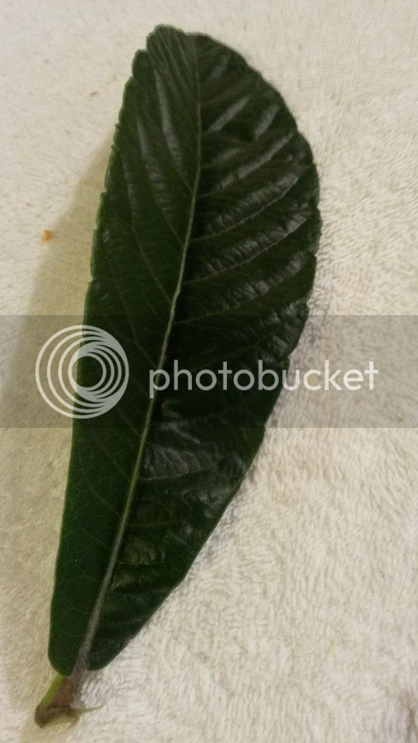 20160625_213823_zpslvesccrr.jpg