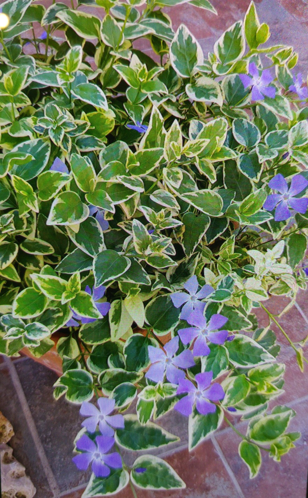 20160713_201230-1.jpg