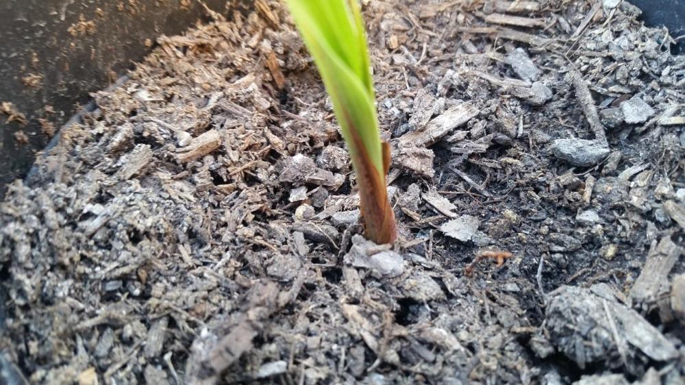 20170315_1.thumb.jpg