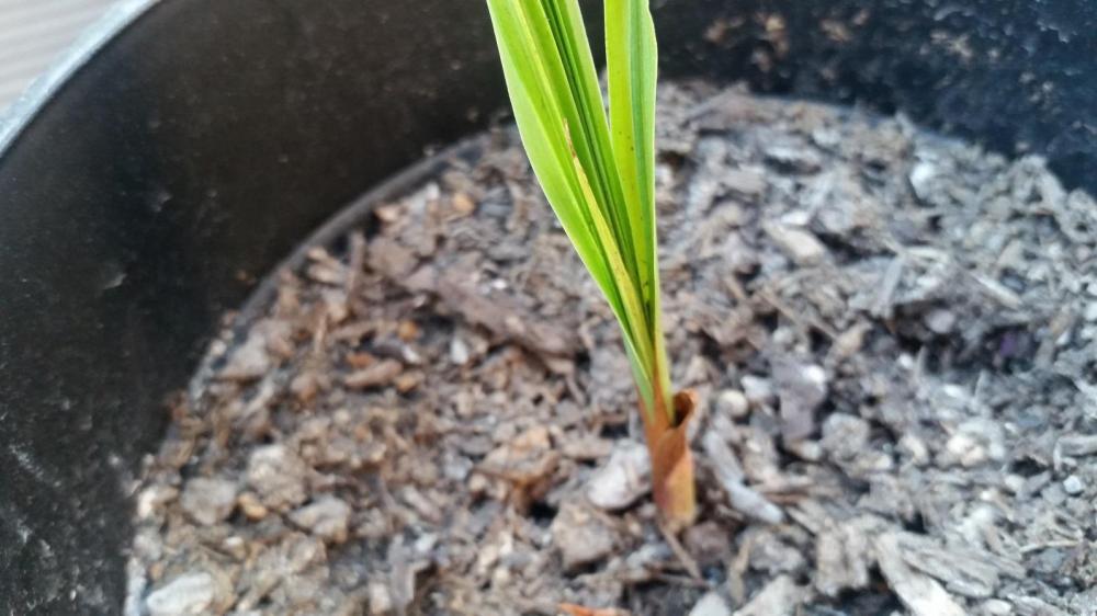 20170315_4.thumb.jpg