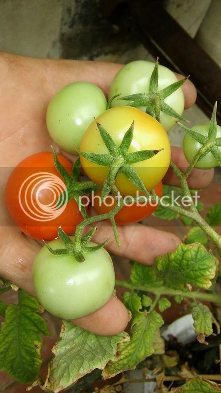 20170323_095410_zpsgl5u1ot7.jpg