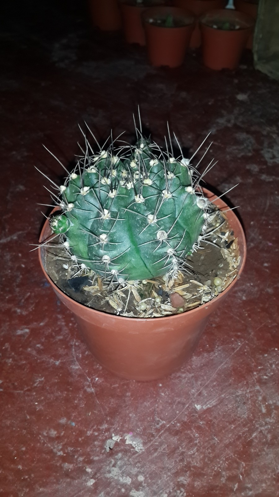 20170619_203735.jpg