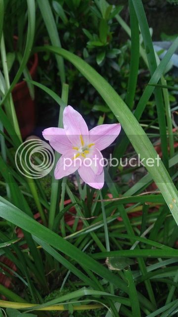 20170708_150215_zpsn84c1o78.jpg