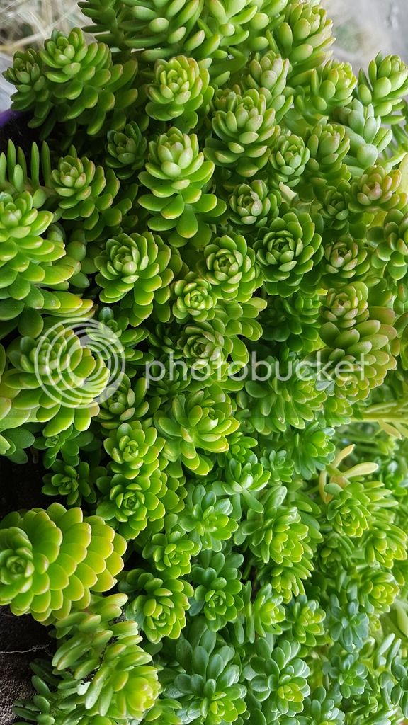 20170712_050959_zps6kmfwcdd.jpg