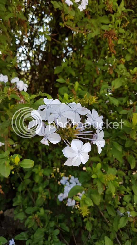 20170730_121411_zpsavvr4ne6.jpg