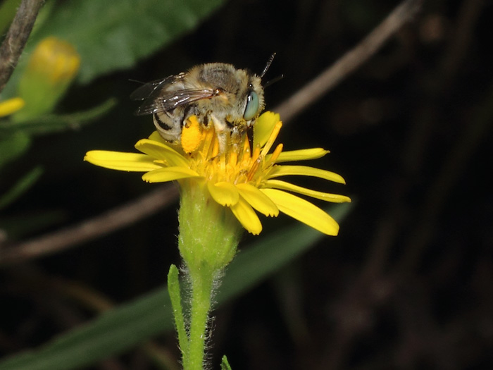 20170924_anthophora_bimaculata_mp01.jpg