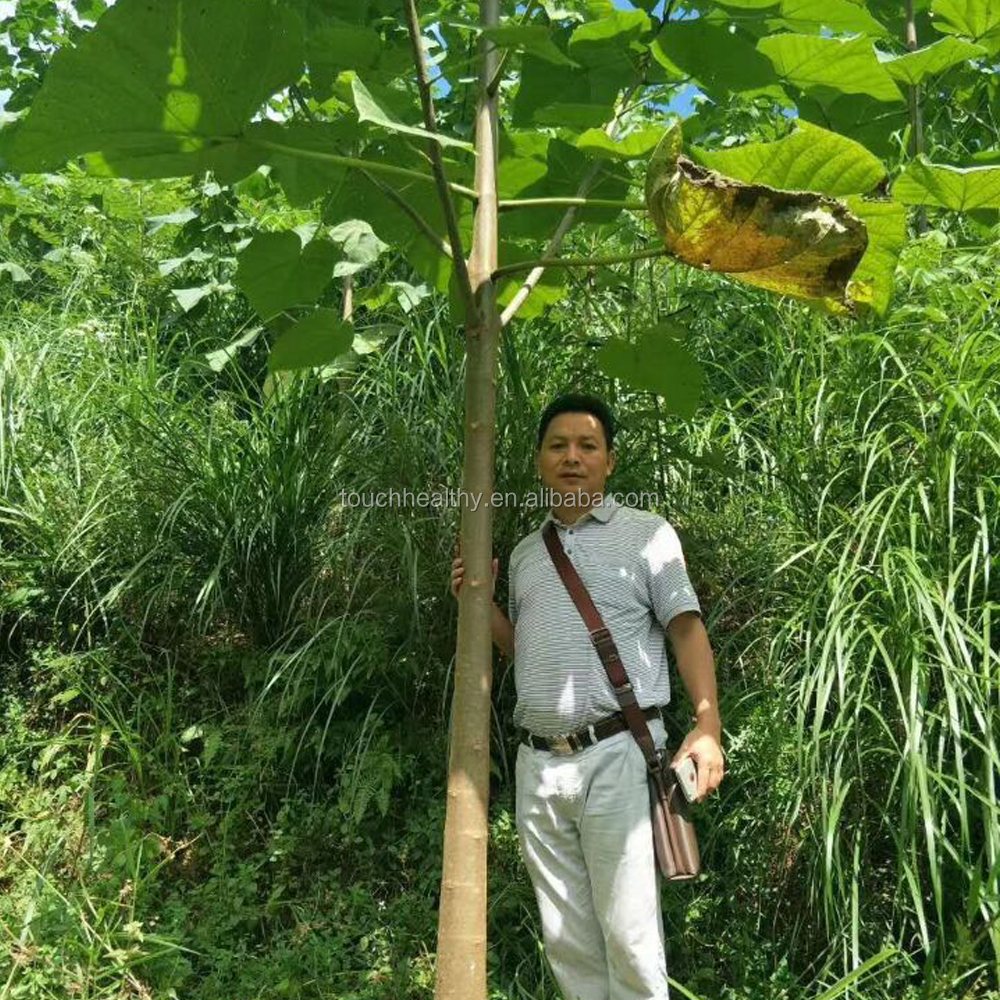 2018-Paulownia-tomentosa-tree-paulownia-flower-royal.png
