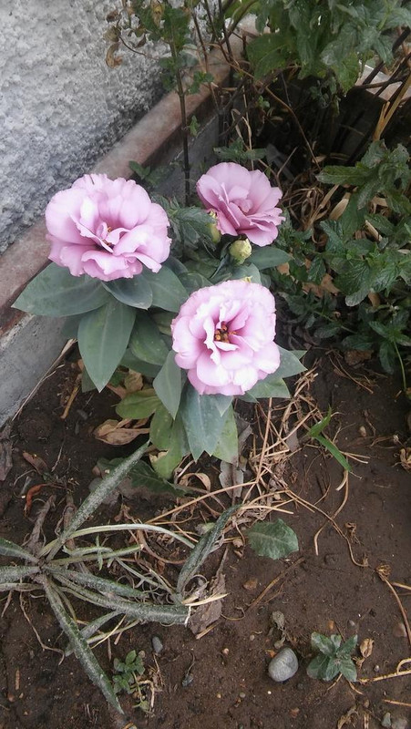 20180117_161758.jpg