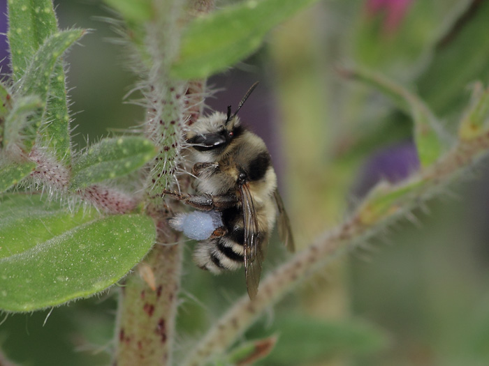 20180402_anthophora_sp_mp01.jpg