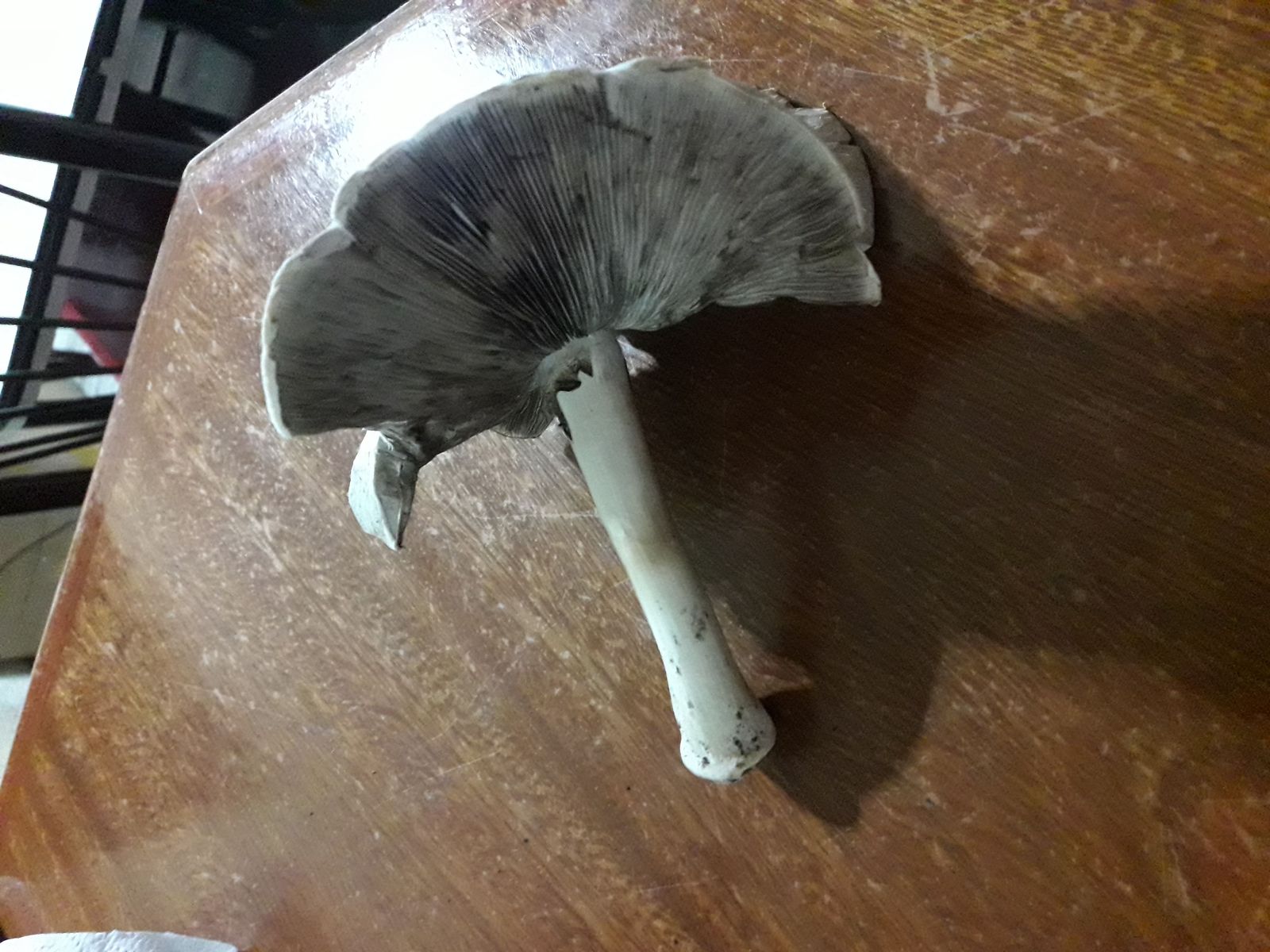 20180403_115703.jpg
