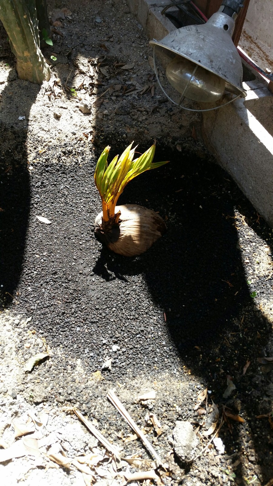 20180410_115312_1195x2124.jpg