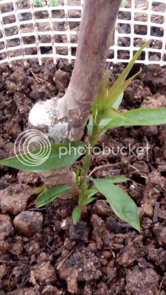 20180414_202449_zpsawf7ilri.jpg